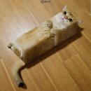 네모네모 이미지