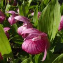 복주머니 이미지