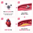 혈관 건강 당신이 놓치고 있는 실수! 4세대 활성형 엽산 Quatrefolic®(콰트레폴릭) 혈관 건강 혈행...
