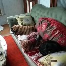 강아지세상 이미지