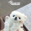 펫츠나라 동물병원 이미지
