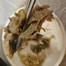 정문주유소 | 진주 오리고기 전문점 30년 전통 로컬맛집 &#34;송원오리가든&#34; 셀프바 맛집 용압탕 오리탕 후기