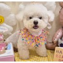 소심유치원 이미지