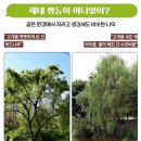 우리 곁 나무 사전
