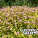 어흘리 | 강릉 성산카페 왕산어흘리246 야외정원이 넓은 곳