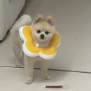 여주동물병원 | [광주미유펫동물병원]포메중성화후기