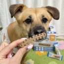 별덴탈 | 강아지덴탈껌 추천 펫퍼스 트윙클츄 M사이즈 후기 치석관리 간식