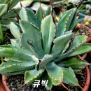 큐빅 이미지