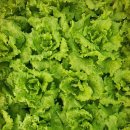 김종화농장 이미지