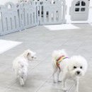 베베호텔 유치원 & 애견스파 이미지