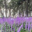 솔향기길 나오리공방 | 서천 장항 맥문동 축제 개화 상황 및 일정 주차장 정보 등 평일 방문 후기(8월 27일)