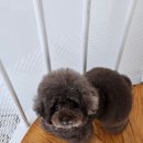 보보애견풀빌라 | 가평 애견펜션 실내 강아지 수영장 펜션 보보애견풀빌라