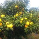 해덕농장 이미지