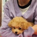 포포앤미루 강동점 | [강동구 성내동] 애견카페 포포앤미루, 강아지&amp;고양이 천국에서 힐링 데이트! 🐶🐱✨