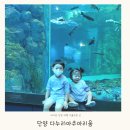 광명약품 | 단양 다누리아쿠아리움 4세, 2세 아이와 가볼만한 곳(할인팁, 주차정보)
