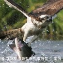 감내2 이미지