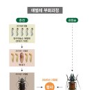 하늘소 이미지