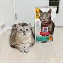고양이 다이어트 사료 추천 2개월 꾸준히 급여한 후기