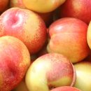 신비농장 이미지