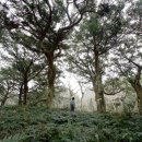 비자림의 아침 이미지