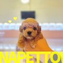 파주켄넬 이미지