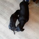 최재호 한방동물병원 이미지