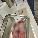 염창제일동물병원 | 대전 과잉진료없는 가양동물병원 염동복 원장님/홍성희 간호사님 추천/ 유선종양 수술후기