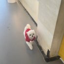 멍쉬멜로 네이버블로그