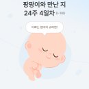 숲피세천 | 임신24주 일상(체중기록,산전요가,몽블랑크림파이,임당검사,정밀초음파,오뜨애플파이,부라타잠봉...