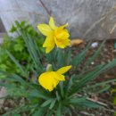 영자농장 이미지