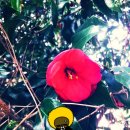 남도아구 이미지