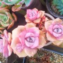 다육세상 이미지