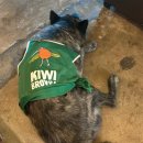 이호로 99 | 제주 편집샵 키위브라운