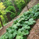 동업 농장 이미지