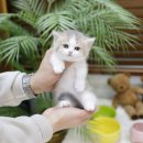 미니펫 강아지분양 고양이분양 강남점 이미지