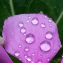 상록수(아) 이미지