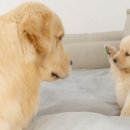 골든 리트리버 아빠가 강아지 아들을 처음 만났을 때 이미지