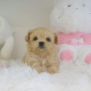 채기농장 | 이천강아지분양 신뢰할 수 있는 미니 말티푸