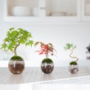 여름식물 인테리어 이미지