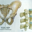 `스트라이크 존` 근육 강화하면 관절-척추 병원 갈 일 없다 이미지