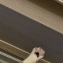 아보리스트 2급 자격증 과정 이미지