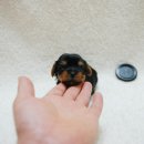 망고베리 이미지