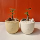 세나농장 이미지