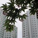 성산읍-2 이미지