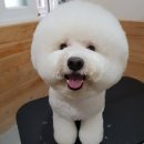 모찌애견샵 이미지