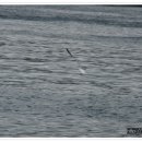 구룡포대게과메기해산물 이미지