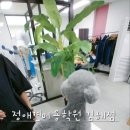 개인정애견샵 이미지