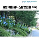 햇살요양병원 | 아산 배방 이화피닉스요양병원 파란 수국 처음만난 장소