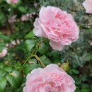 스트로베리힐 이미지