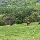 꿈벌사슴목장 이미지